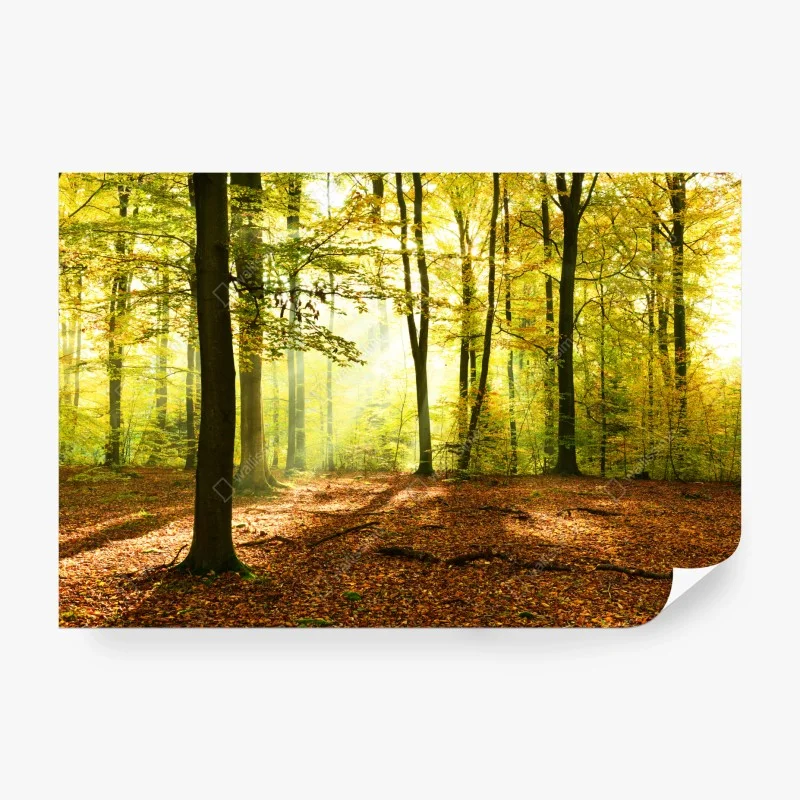 Wall mural golden autumn forest morning