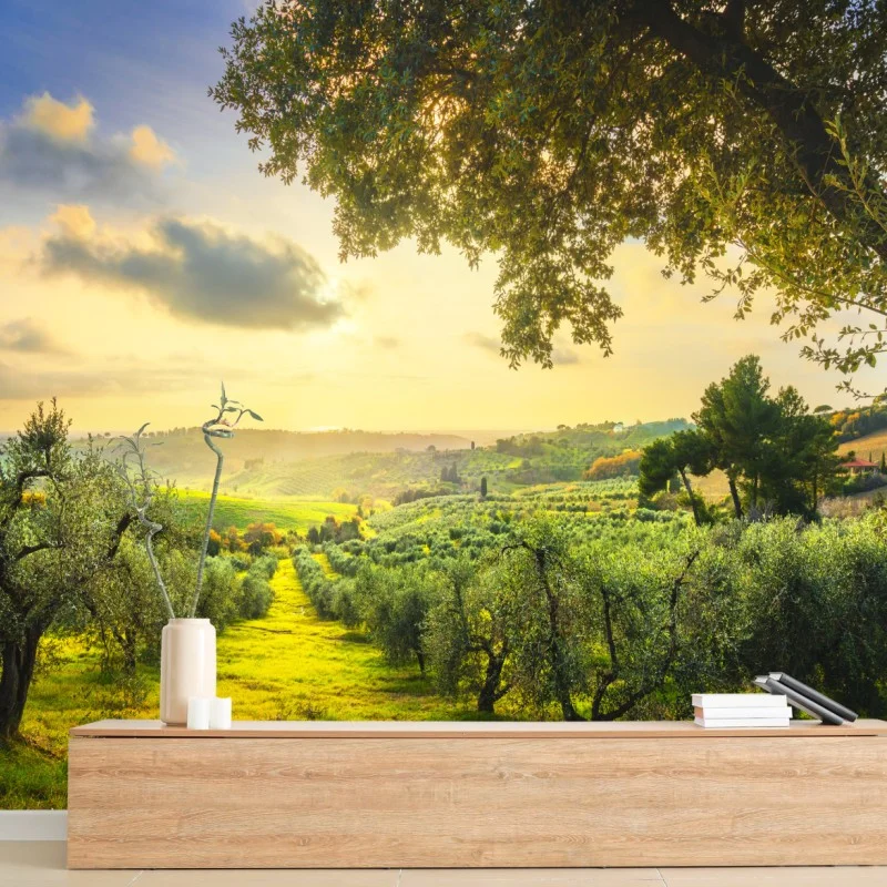 Wall mural olive grove at sunset in Maremma, Tuscany
