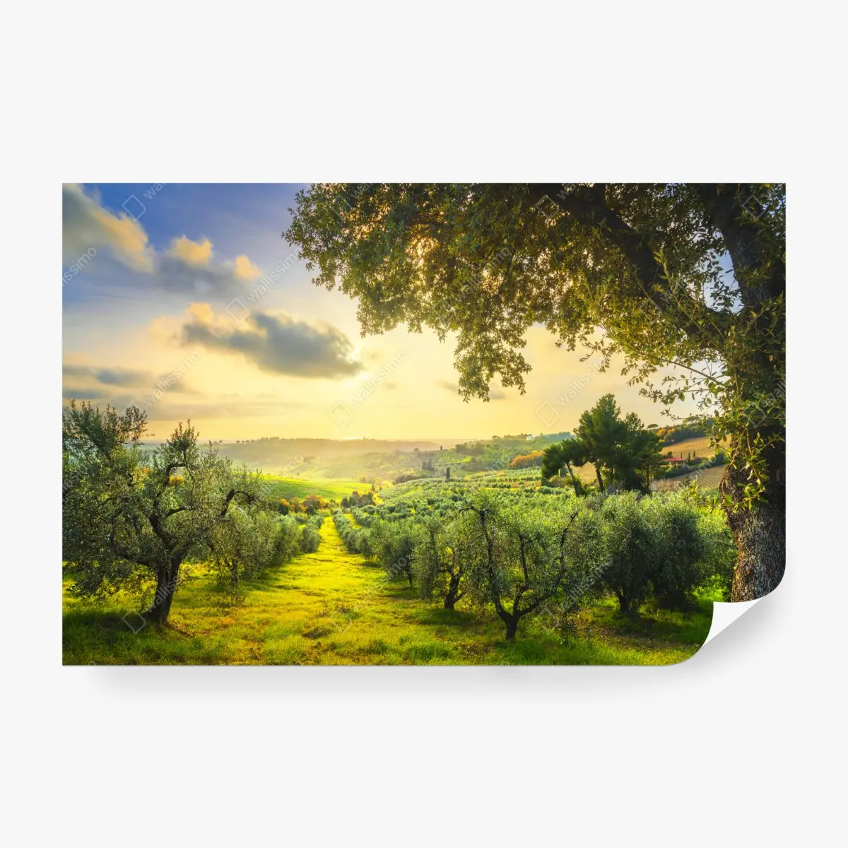 Wall mural olive grove at sunset in Maremma, Tuscany ⁕ Wallissimo®