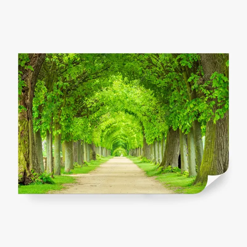 Wall mural green tree tunnel walkway