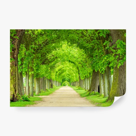 Wall mural green tree tunnel walkway • Wallissimo®