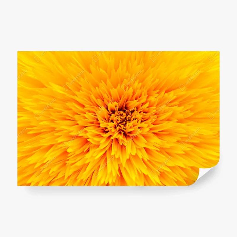 Wall mural radiant sunflower close-up