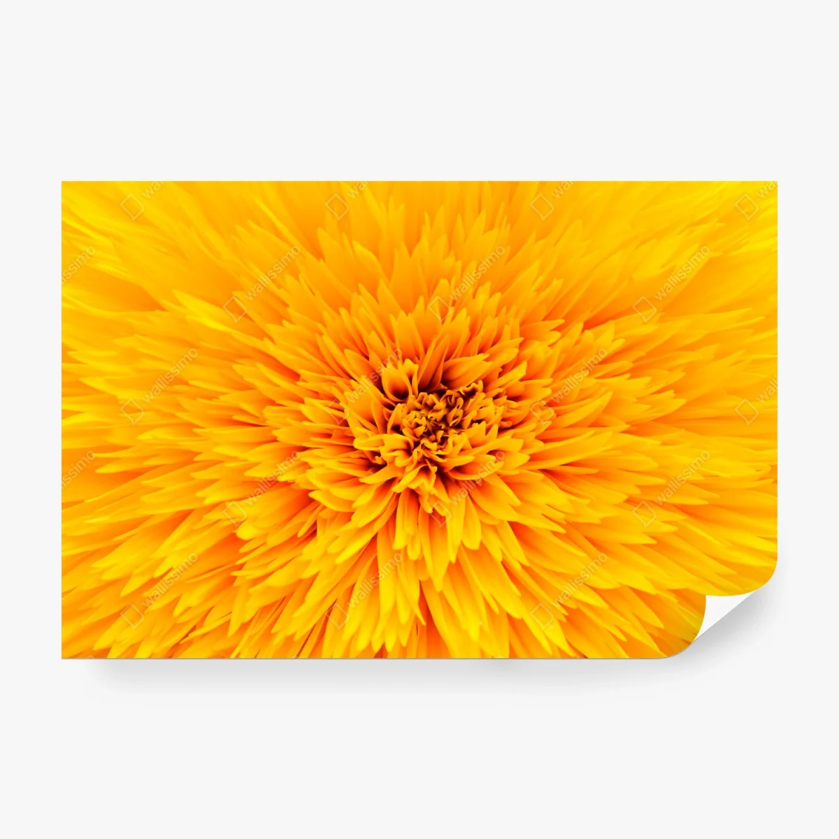 Wall mural radiant sunflower close-up ⁕ Wallissimo®