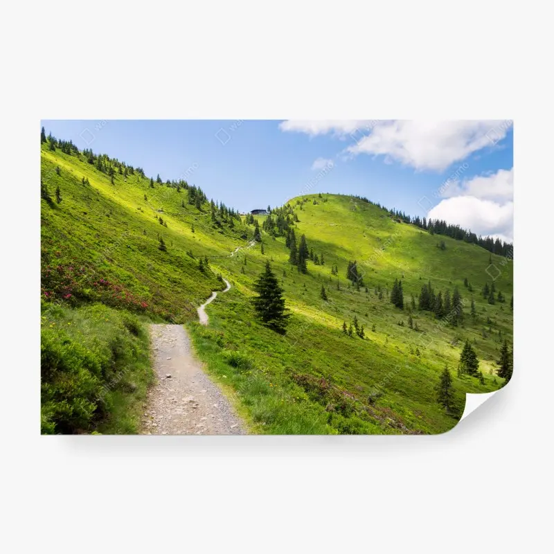Wall mural sunlit mountain trail through green meadow