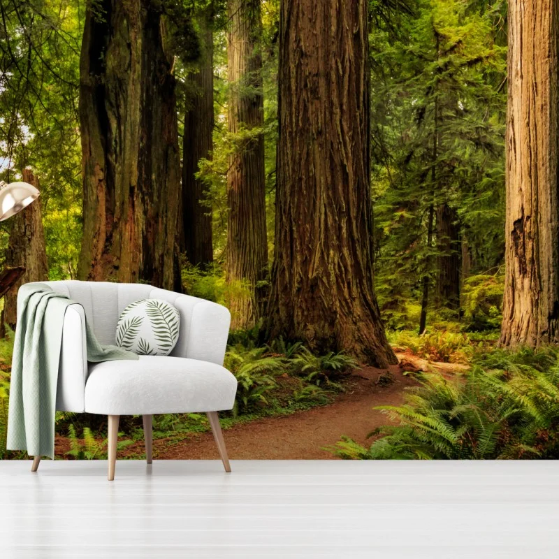 Wall mural California redwoods forest trail