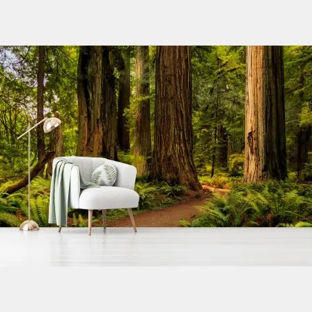Wall mural California redwoods forest trail • Wallissimo®