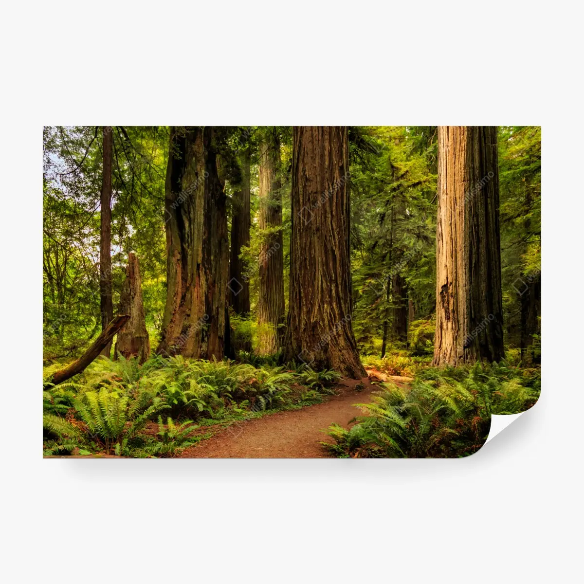 Wall mural California redwoods forest trail • Wallissimo®