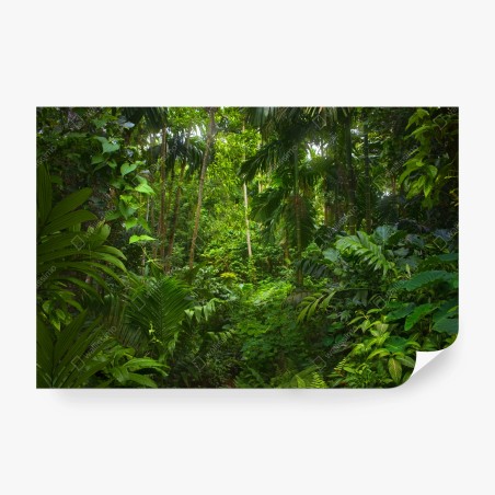Wall mural lush tropical jungle canopy • Wallissimo®