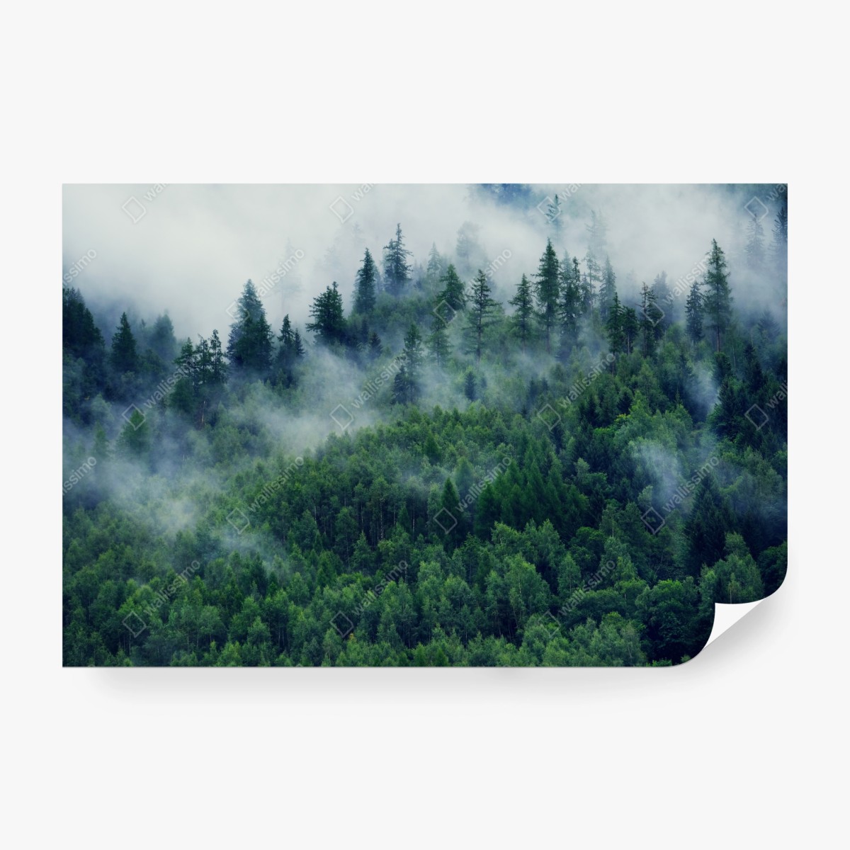 Wall mural misty green forest landscape • Wallissimo®