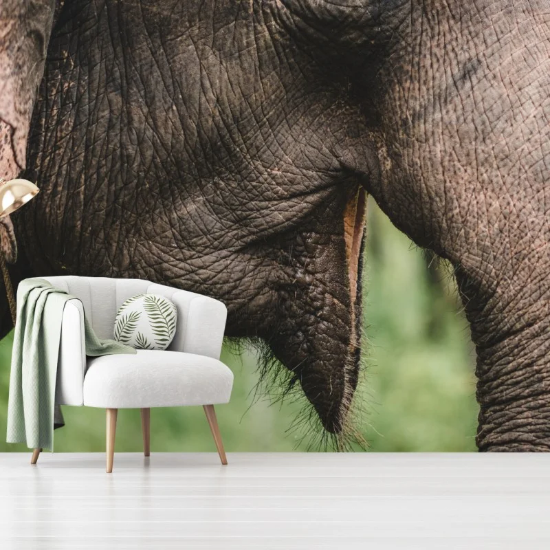 Wall mural asian elephant texture close-up