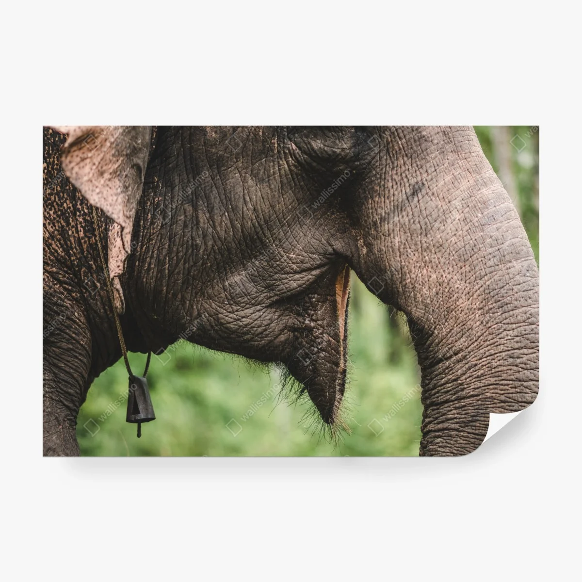 Wall mural asian elephant texture close-up • Wallissimo® Wall mural asian elephant texture close-up • Wallissimo®