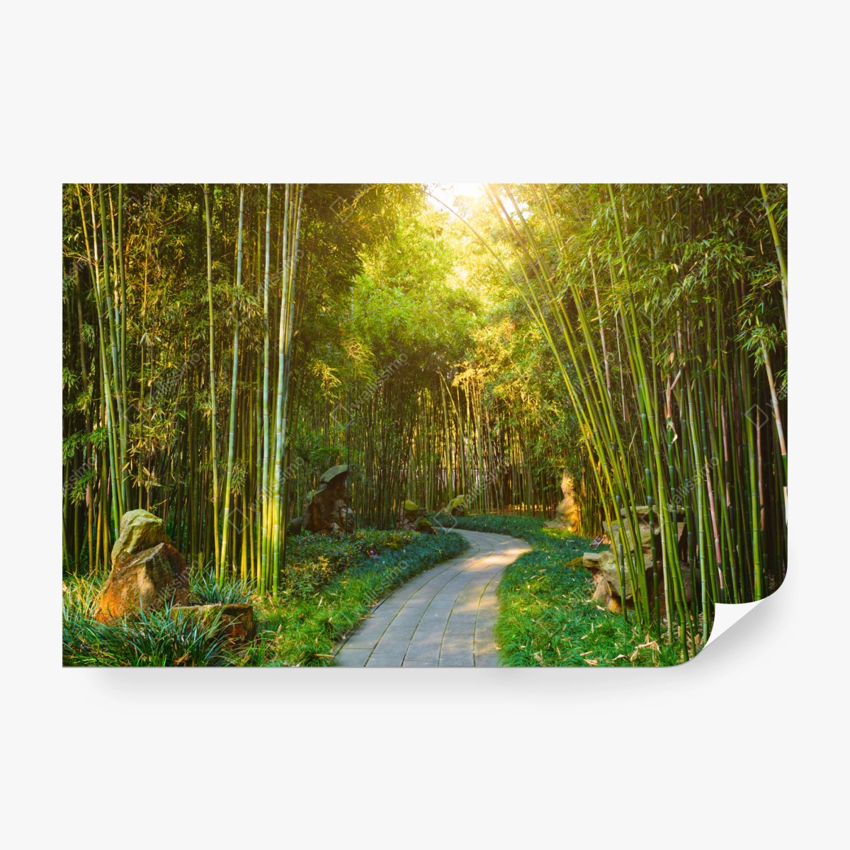 Wall mural serene bamboo forest pathway • Wallissimo®