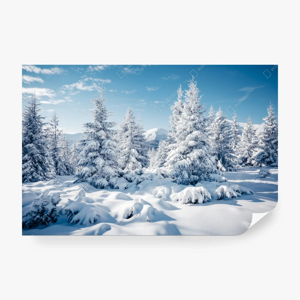Wall mural winter calm in the Carpathian spruces ⁕ Wallissimo® Wall mural winter calm in the Carpathian spruces ⁕ Wallissimo®