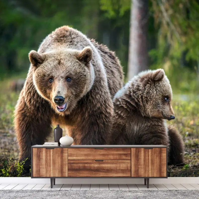 Wall mural brown bear mother with cub in forest