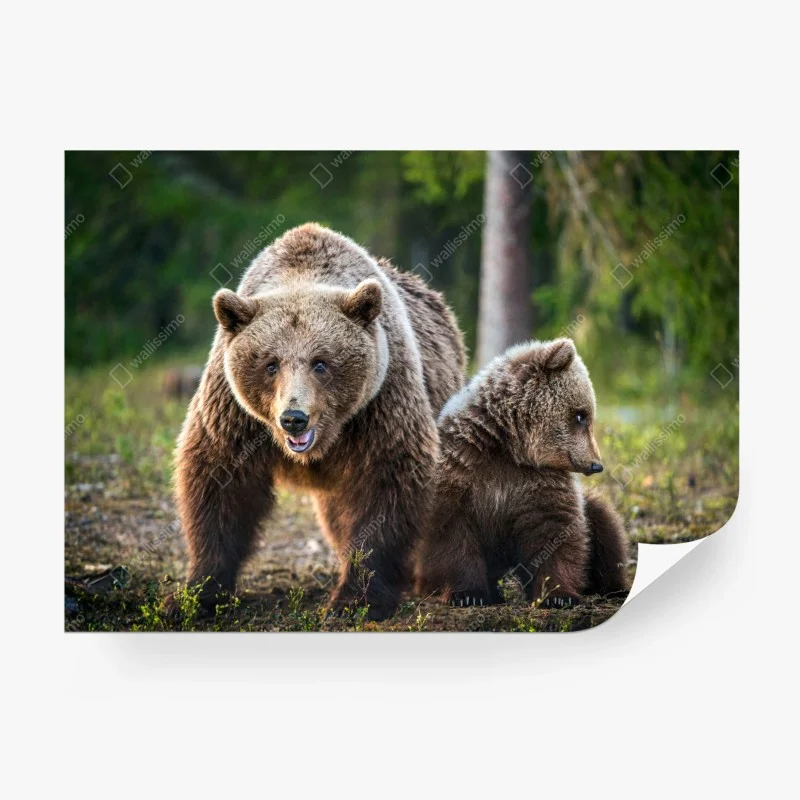 Wall mural brown bear mother with cub in forest