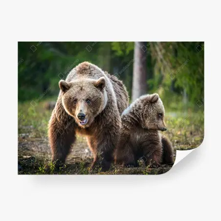 Wall mural brown bear mother with cub in forest • Wallissimo®
