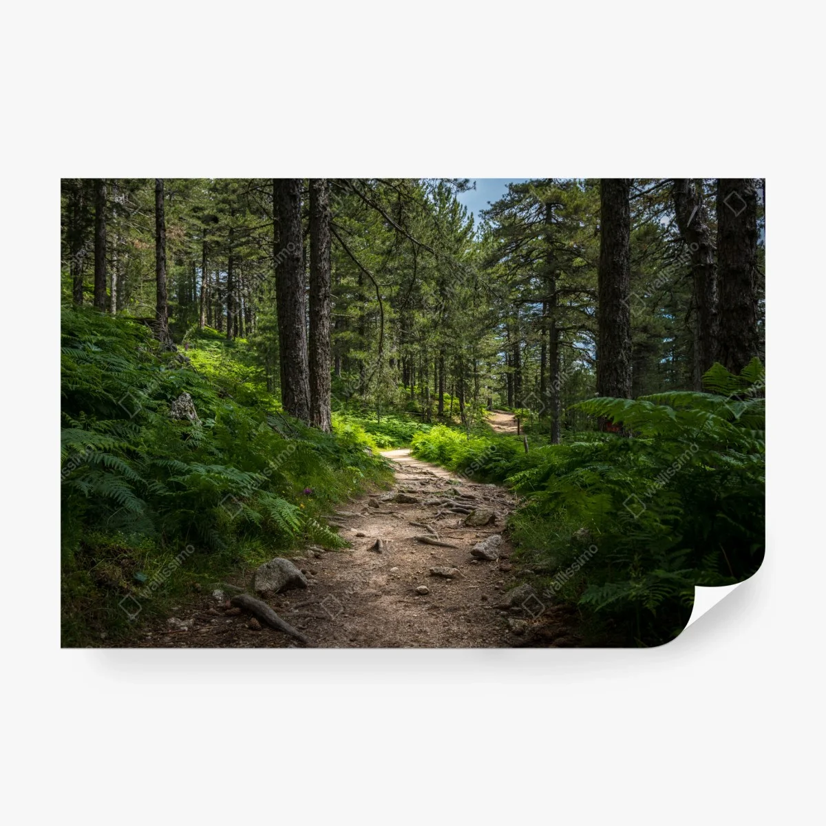 Wall mural serene forest path through lush greenery ⁕ Wallissimo® Wall mural serene forest path through lush greenery ⁕ Wallissimo®