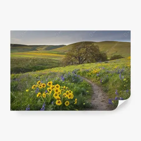 Wall mural meadow path with yellow wildflowers and oak tree • Wallissimo®