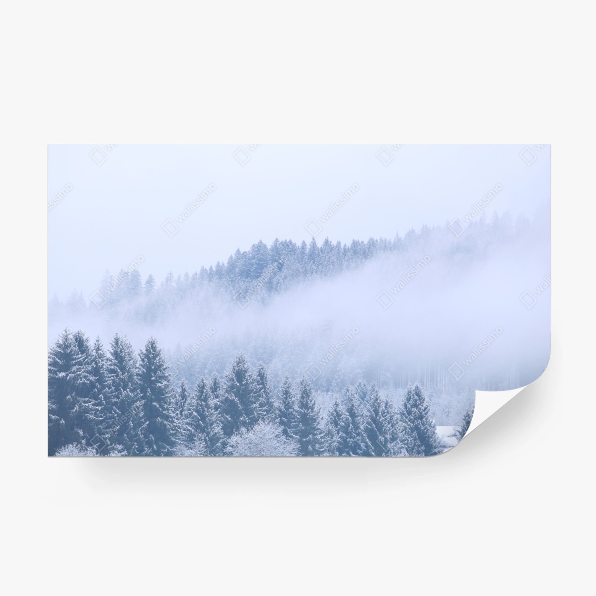 Wall mural winter mist over coniferous forest ⁕ Wallissimo®