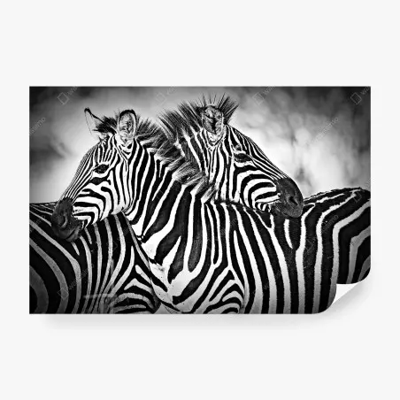 Wall mural zebra embrace in monochrome • Wallissimo®