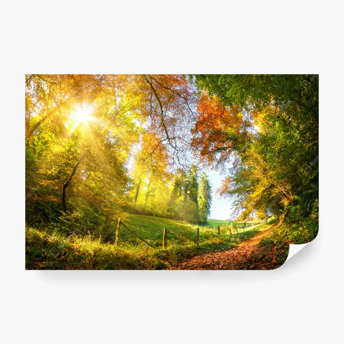 Wall mural golden autumn forest path • Wallissimo® Wall mural golden autumn forest path • Wallissimo®