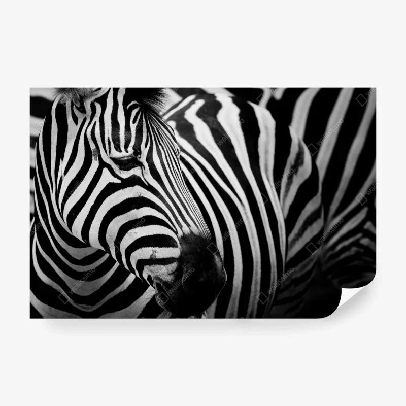 Wall mural zebra stripes in monochrome