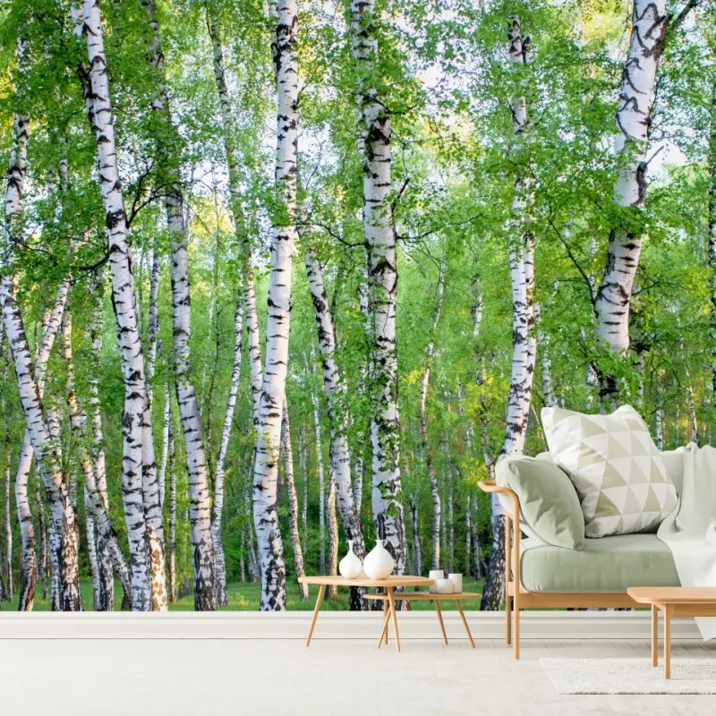 Wall mural serene birch grove in summer