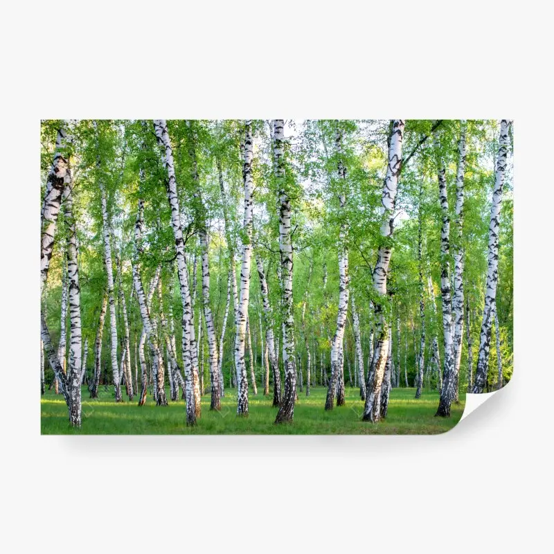Wall mural serene birch grove in summer