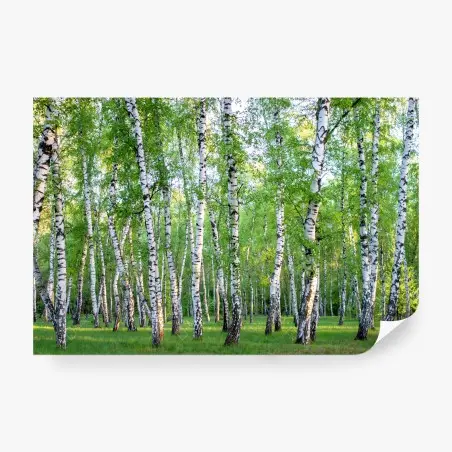 Wall mural serene birch grove in summer • Wallissimo®