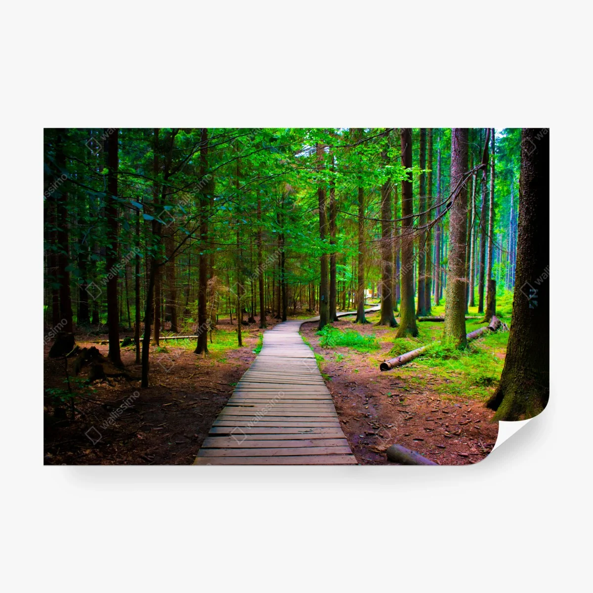 Wall mural serene forest boardwalk path ⁕ Wallissimo®