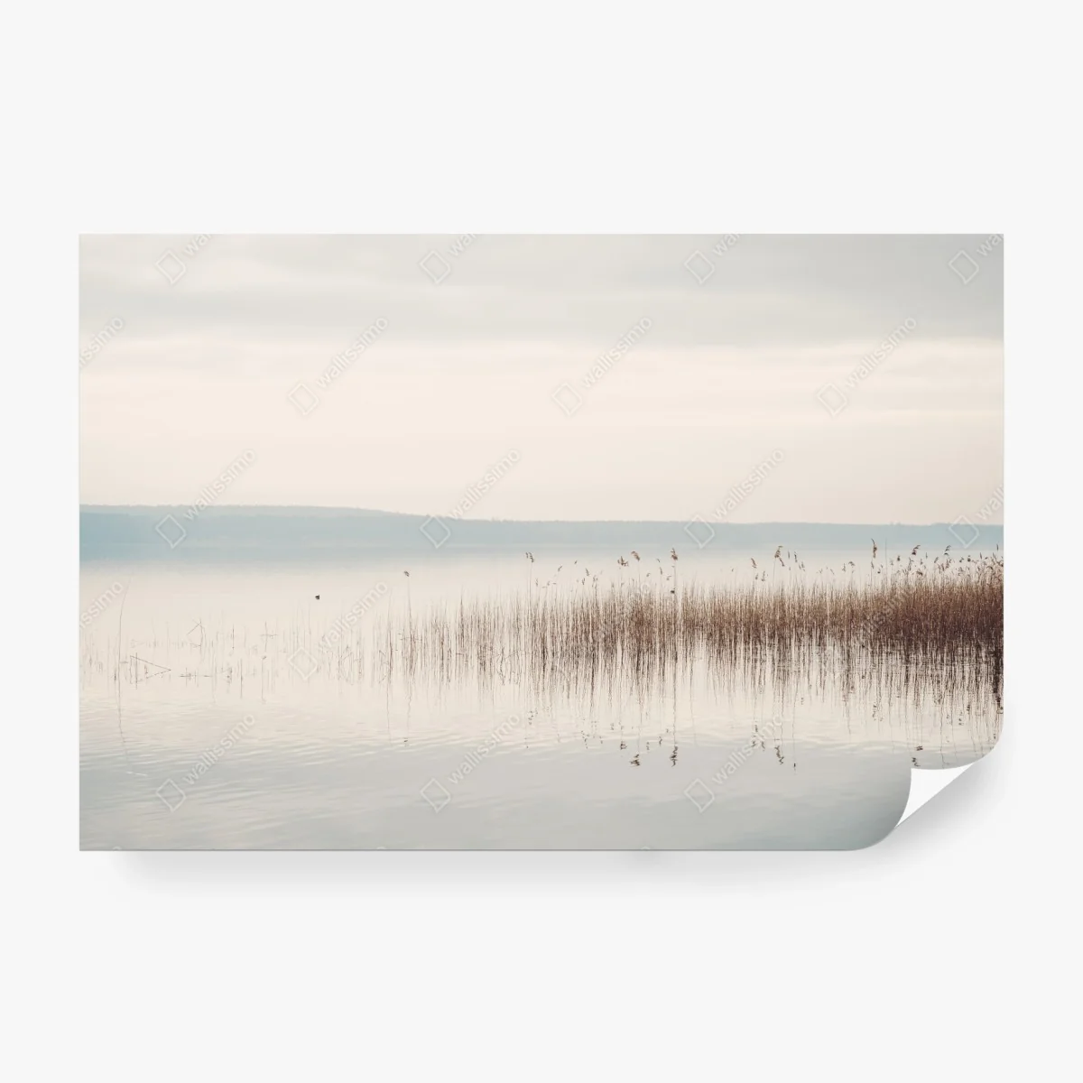Wall mural serene lakeside reeds at dawn ⁕ Wallissimo® Wall mural serene lakeside reeds at dawn ⁕ Wallissimo®
