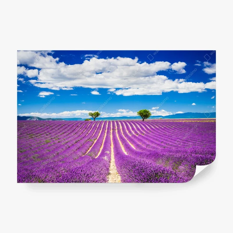 Wall mural lavender fields in Provence