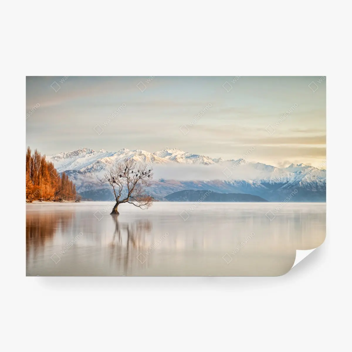 Wall mural solitary tree on Lake Wanaka • Wallissimo®