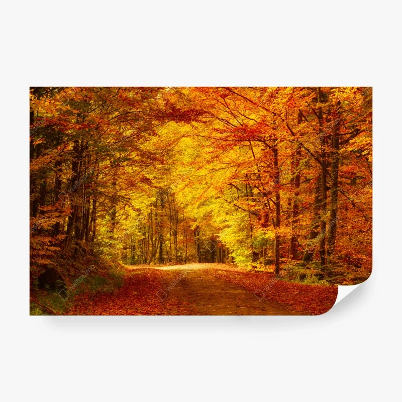Wall mural golden autumn forest pathway