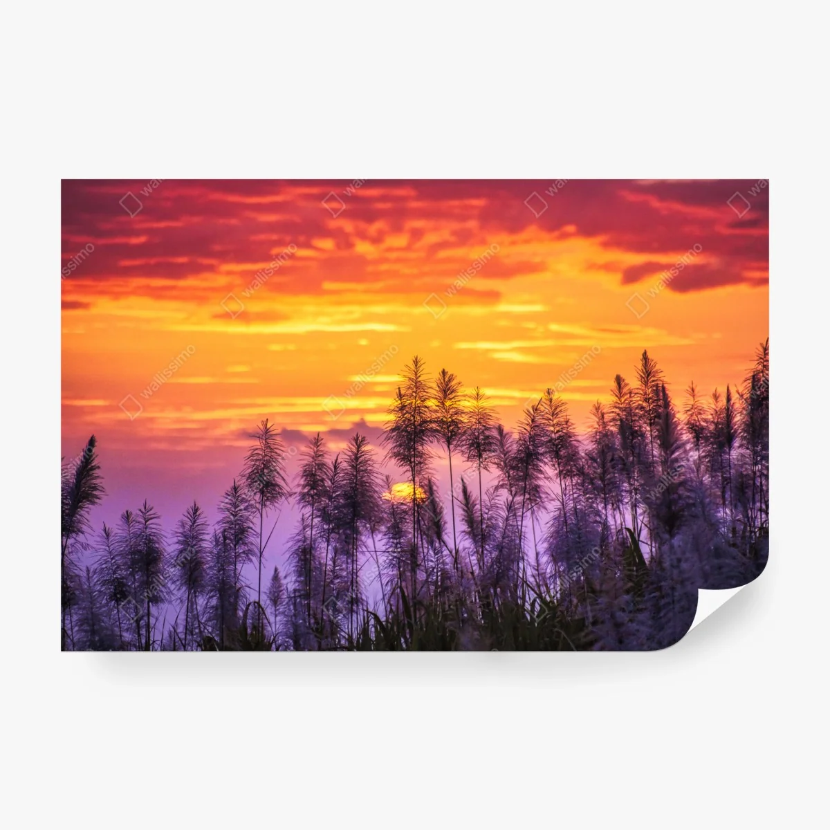 Wall mural golden sunset over wild grasses • Wallissimo® Wall mural golden sunset over wild grasses • Wallissimo®