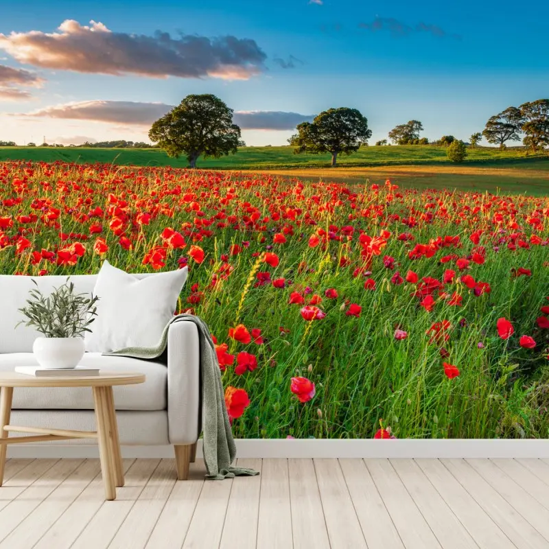 Wall mural red poppy field near Corbridge