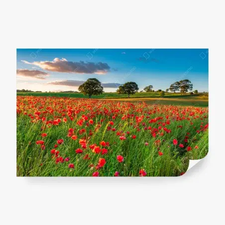 Wall mural red poppy field near Corbridge • Wallissimo®