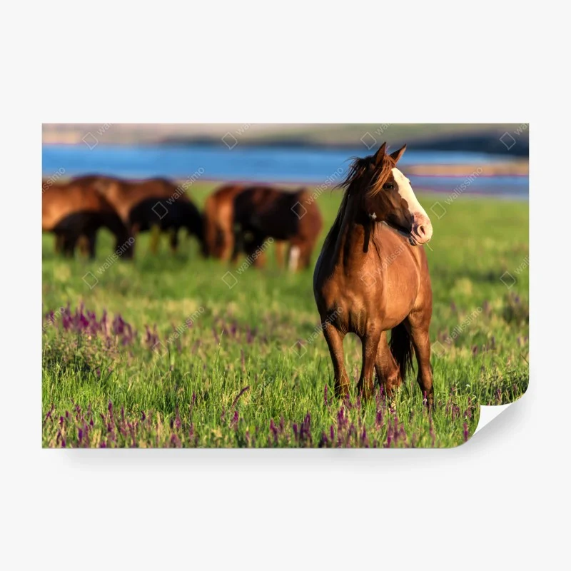 Wall mural majestic brown horse in a sunlit meadow