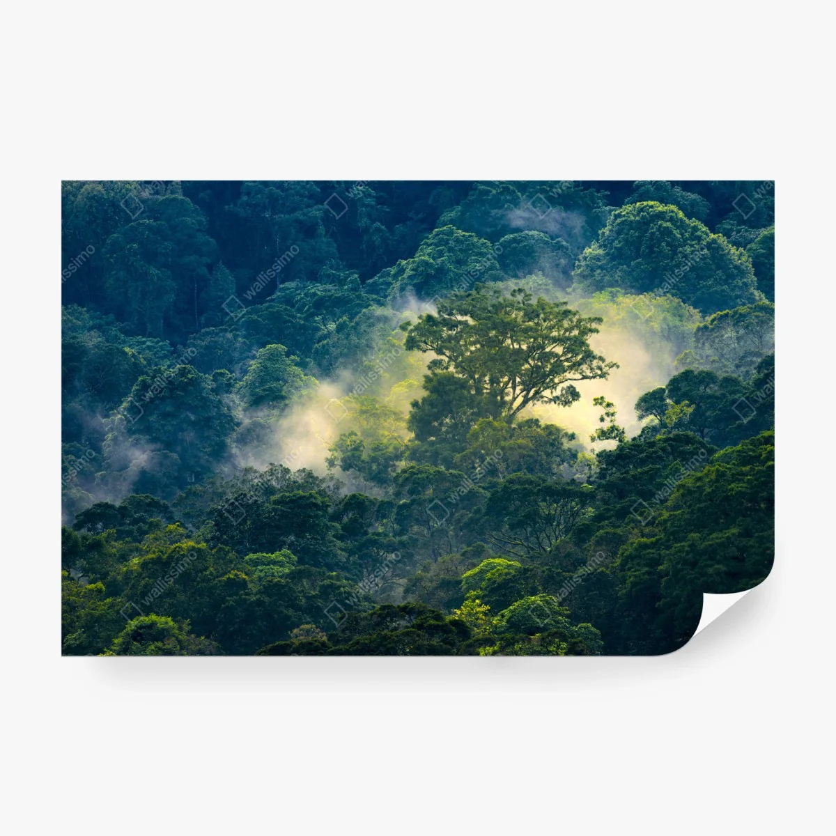Wall mural misty rainforest canopy • Wallissimo®