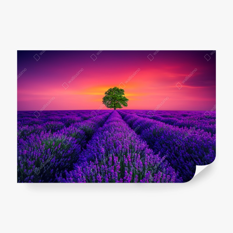 Wall mural lavender sunset with lone tree