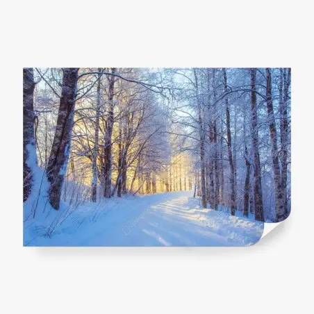 Wall mural winter birch forest pathway at sunrise • Wallissimo®