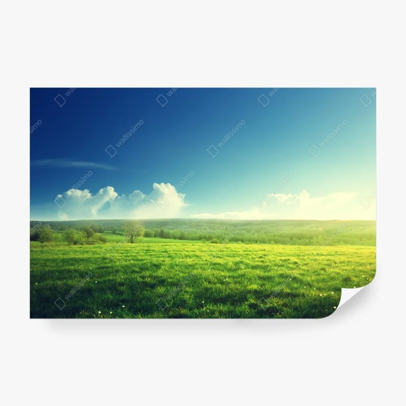 Wall mural sunlit spring meadow at sunset