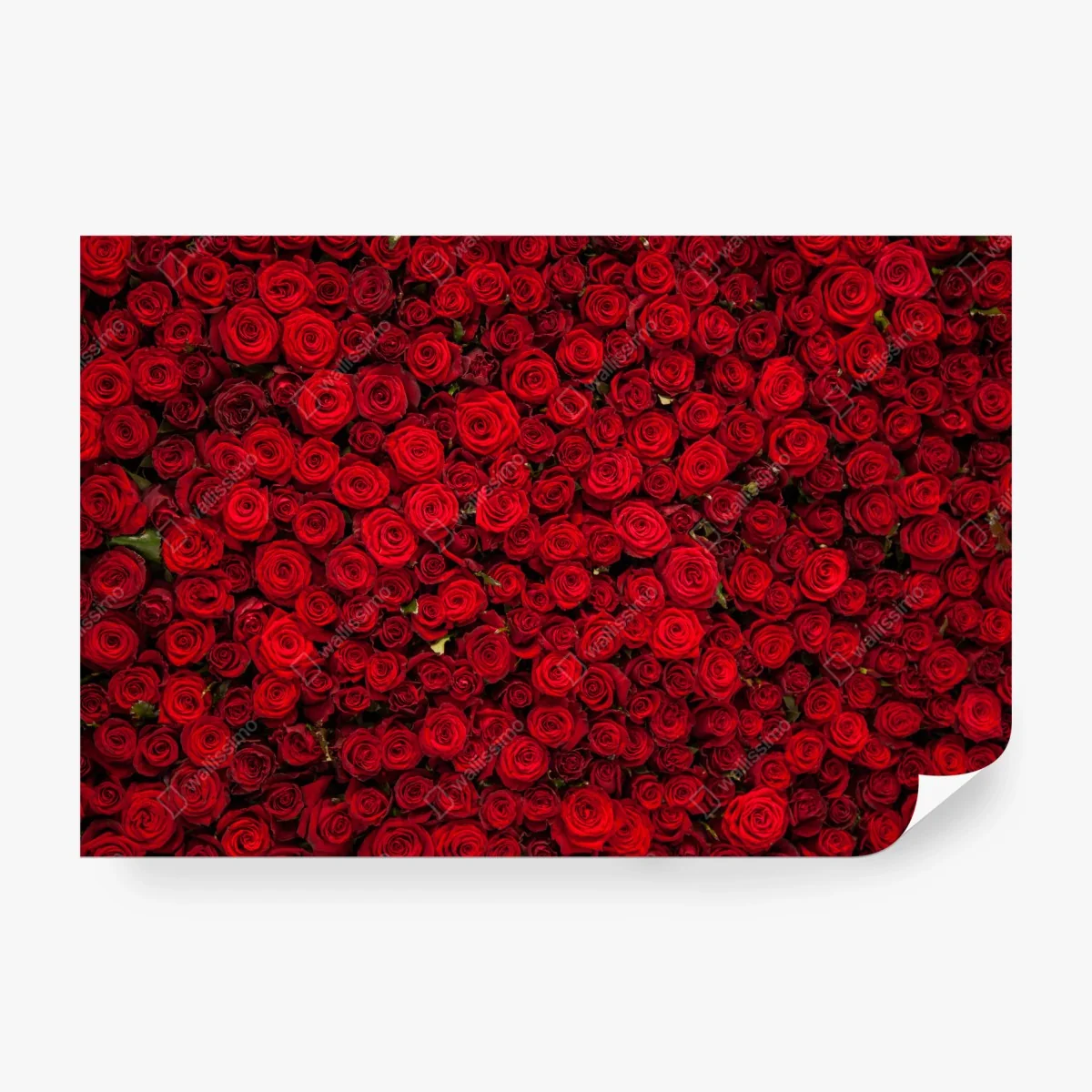 Wall mural endless wall of red roses ⁕ Wallissimo®