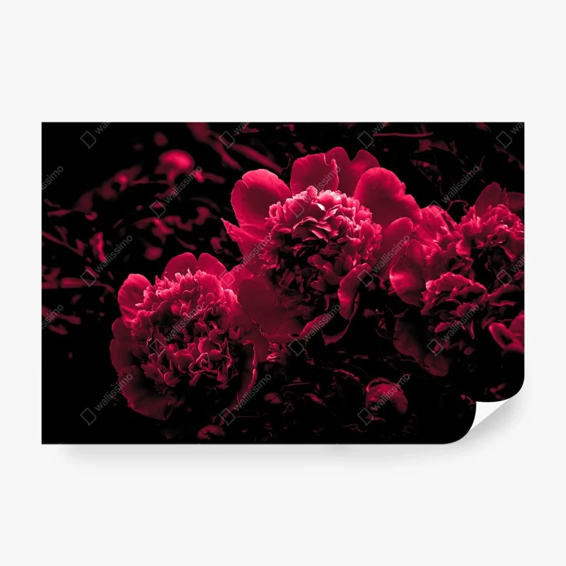 Wall mural moody pink peony trio