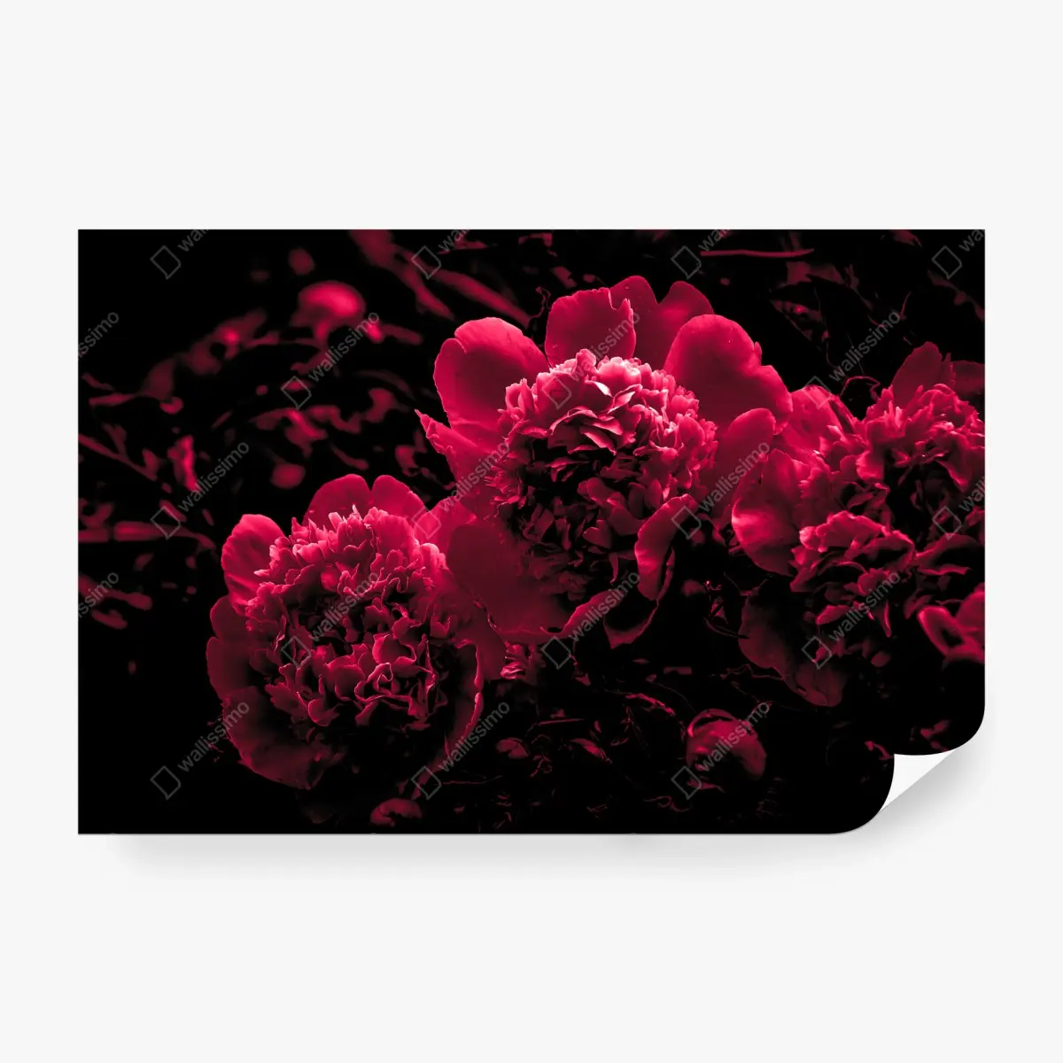 Wall mural moody pink peony trio • Wallissimo®