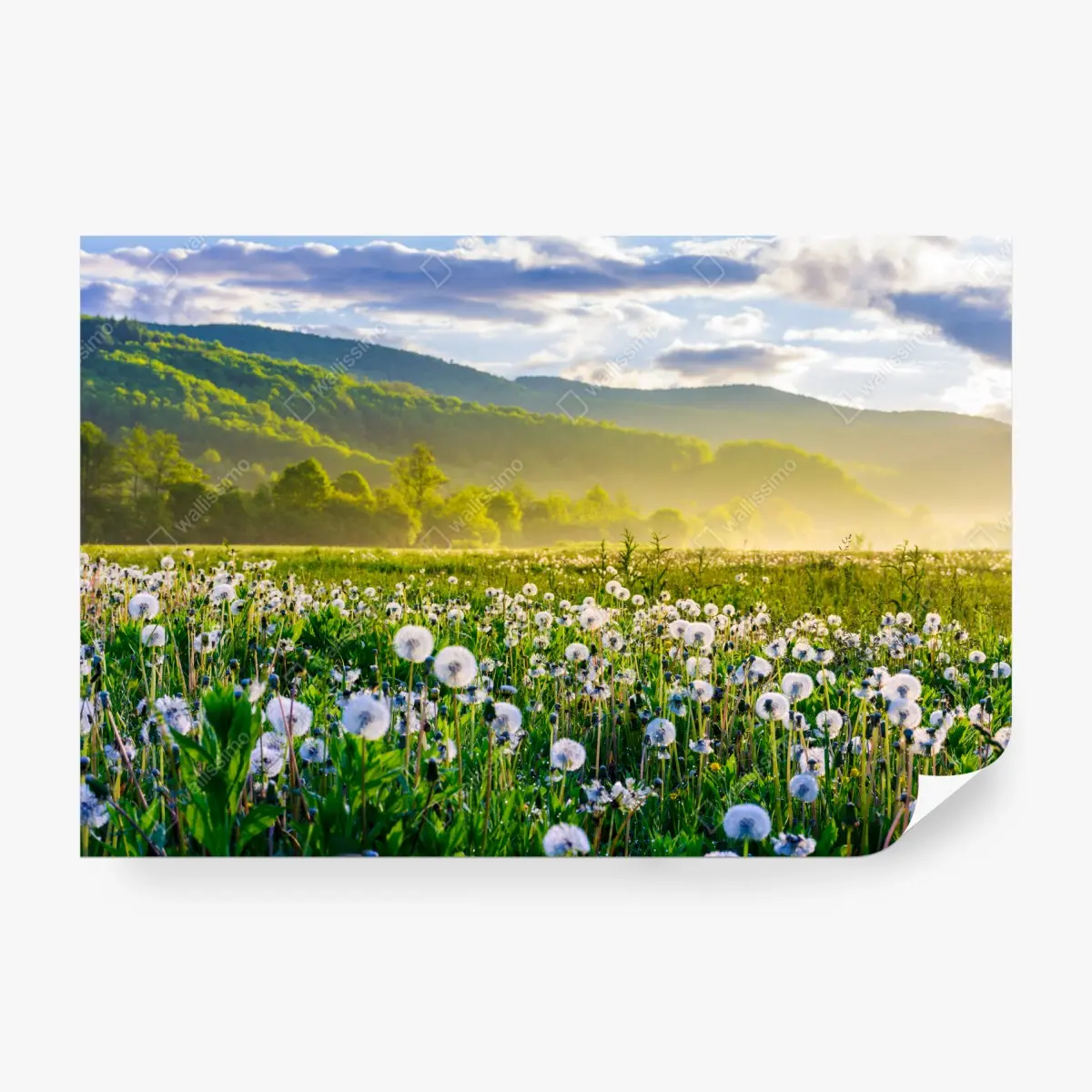 Wall mural misty dandelion meadow at sunrise • Wallissimo®