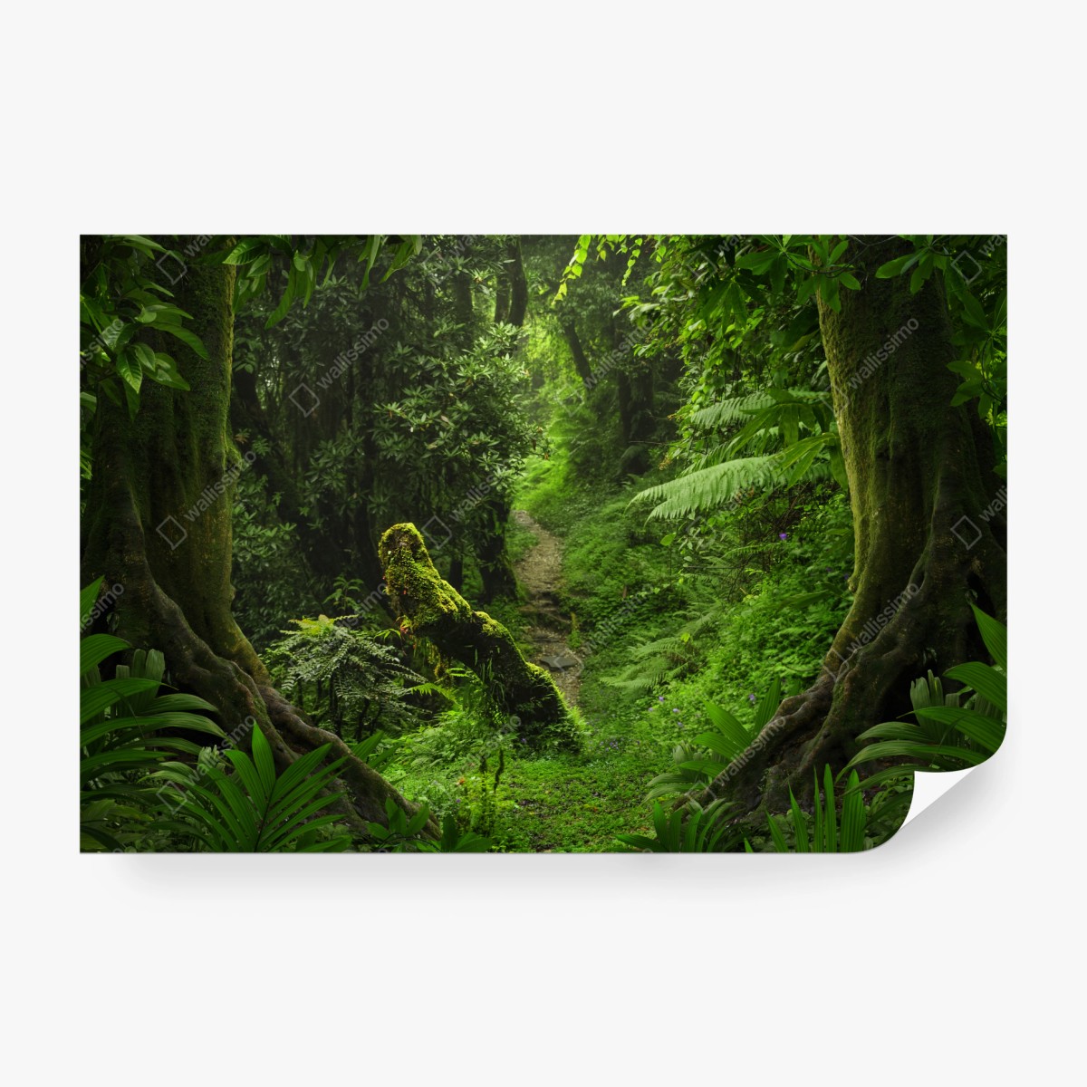 Wall mural enchanted mossy forest pathway • Wallissimo®