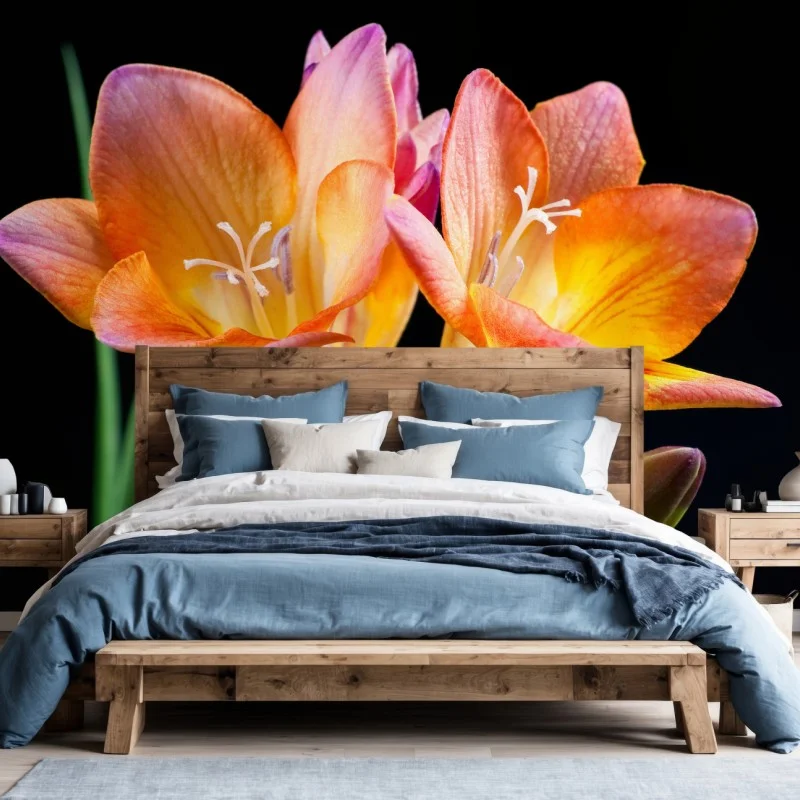 Wall mural vibrant orange freesia blossoms on black