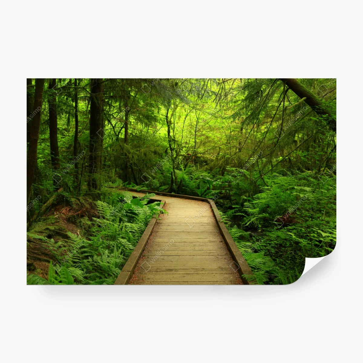 Wall mural serene green forest boardwalk • Wallissimo® Wall mural serene green forest boardwalk • Wallissimo®