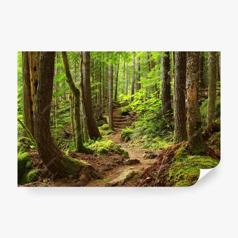 Wall mural mossy forest trail